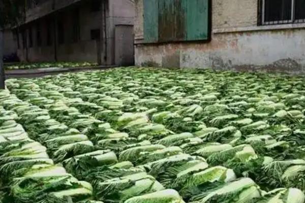 白菜冬天的储存方法,可地窖储存、室外存储等