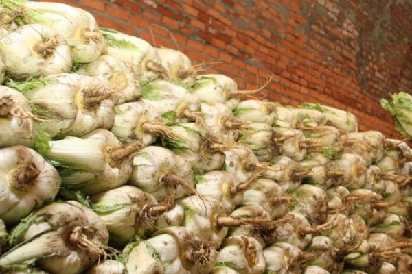 白菜冬天的储存方法,可地窖储存、室外存储等