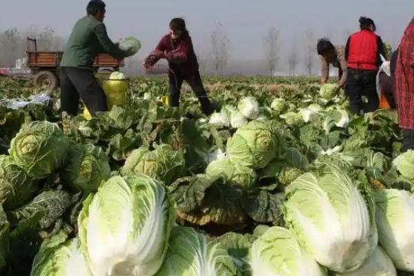 白菜冬天的储存方法,可地窖储存、室外存储等