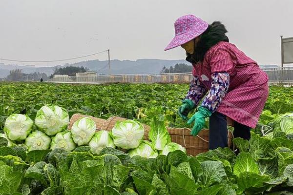 白菜冬天的储存方法,可地窖储存、室外存储等