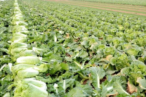 白菜冬天的储存方法,可地窖储存、室外存储等