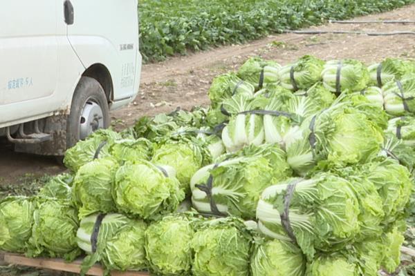 白菜冬天的储存方法,可地窖储存、室外存储等