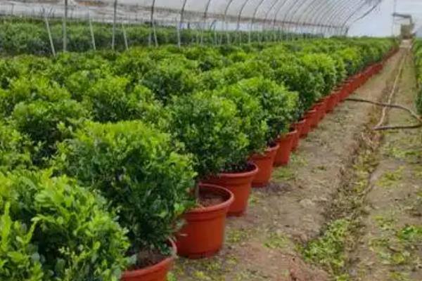 九里香种子的种植方法，可以在春秋两季进行播种
