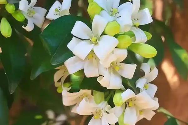 九里香种子的种植方法，可以在春秋两季进行播种