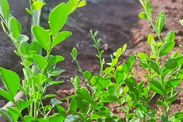 九里香种子的种植方法，可以在春秋两季进行播种