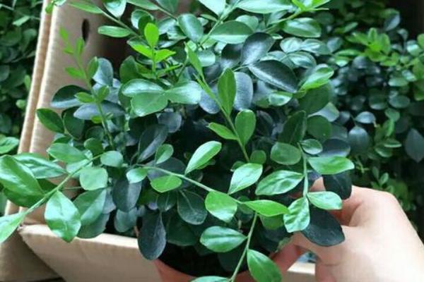 九里香种子的种植方法，可以在春秋两季进行播种