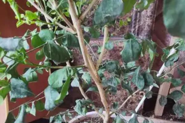 九里香种子的种植方法，可以在春秋两季进行播种