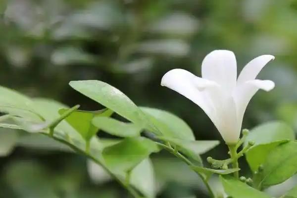九里香种子的种植方法，可以在春秋两季进行播种