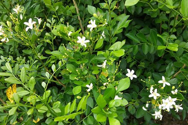 九里香种子的种植方法，可以在春秋两季进行播种