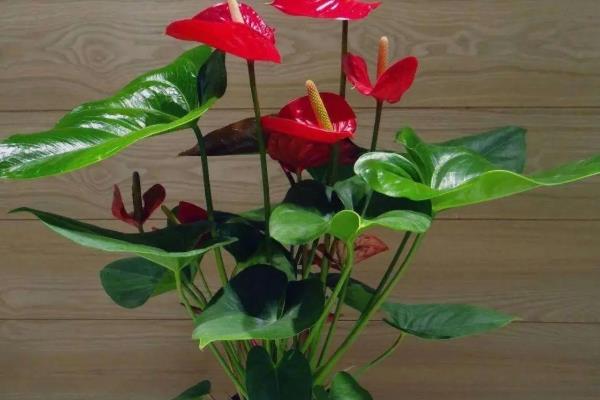 红掌盆栽的养殖方式，到秋冬季节后10天浇水一次