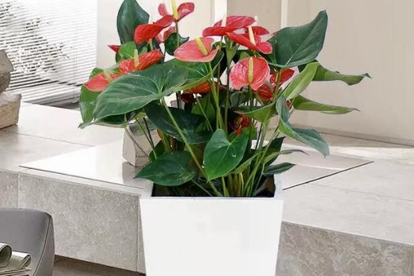 红掌盆栽的养殖方式，到秋冬季节后10天浇水一次