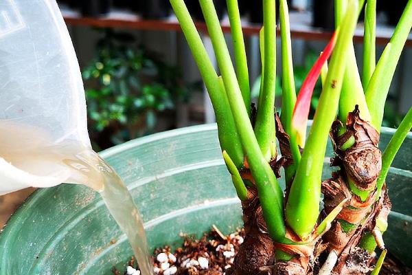 红掌盆栽的养殖方式，到秋冬季节后10天浇水一次