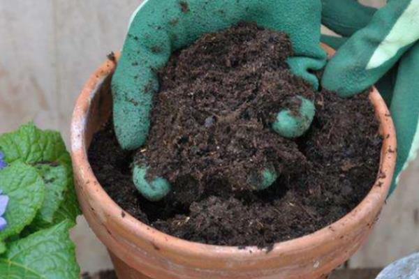 红掌盆栽的养殖方式，到秋冬季节后10天浇水一次