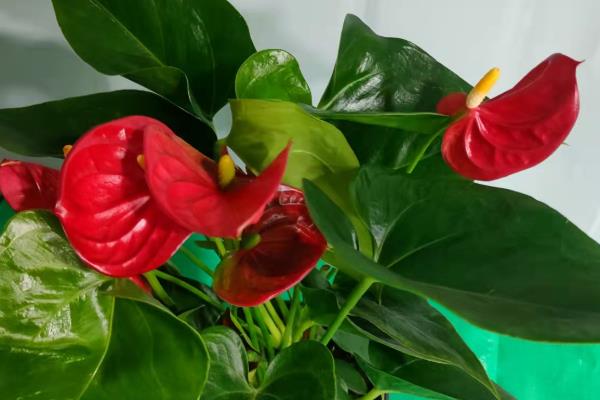 红掌盆栽的养殖方式，到秋冬季节后10天浇水一次