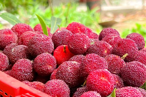 杨梅的成熟时间,地区不同成熟时间也不同