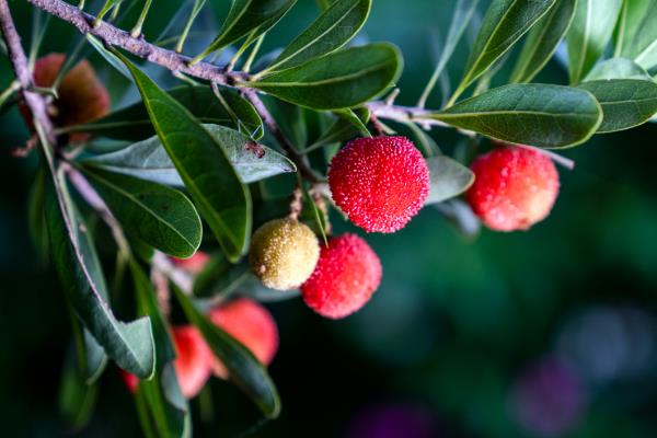 杨梅的成熟时间,地区不同成熟时间也不同