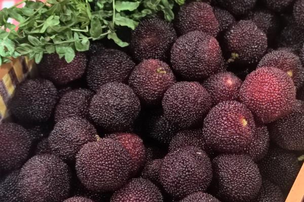 杨梅的成熟时间,地区不同成熟时间也不同