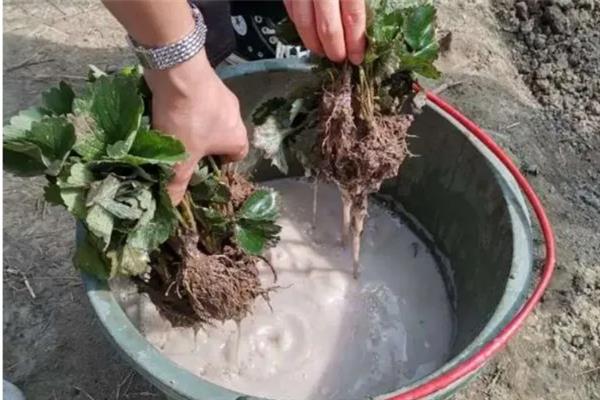 磷酸二氢钾的使用方法，以喷施、蘸根、浸种和拌种为主