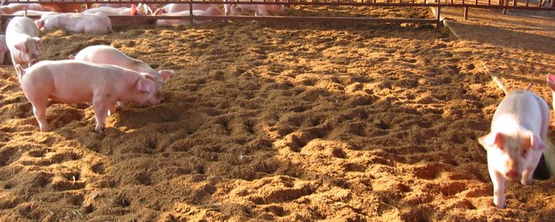 养猪场未经处理的粪水有害吗，会危害人体健康并污染环境