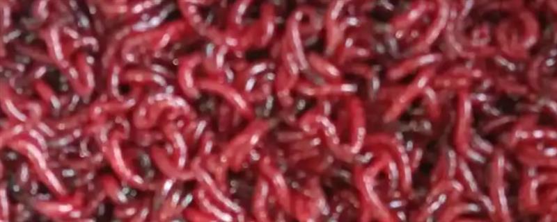 养殖红虫的要点,每隔2-3天喂一次