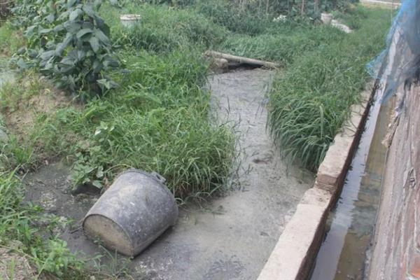 养猪场未经处理的粪水有害吗,会危害人体健康并污染环境