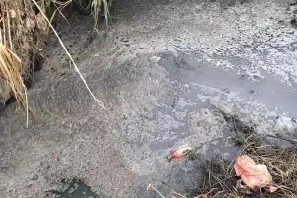 养猪场未经处理的粪水有害吗,会危害人体健康并污染环境