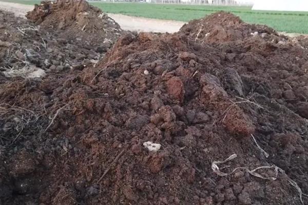 养猪场未经处理的粪水有害吗,会危害人体健康并污染环境