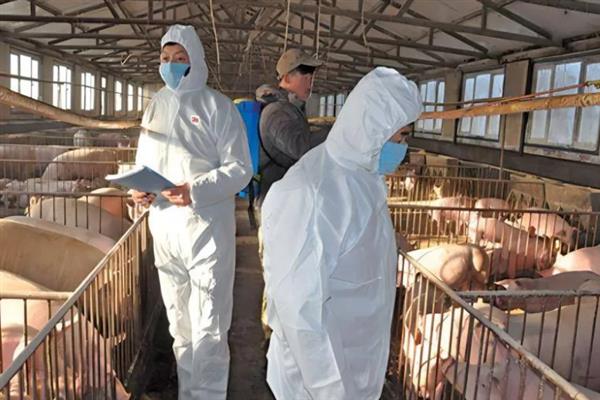 养猪场未经处理的粪水有害吗,会危害人体健康并污染环境