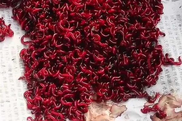 养殖红虫的要点,每隔2-3天喂一次