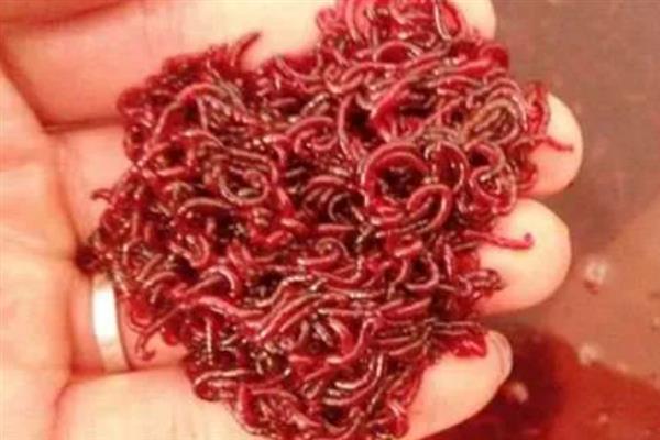 养殖红虫的要点,每隔2-3天喂一次