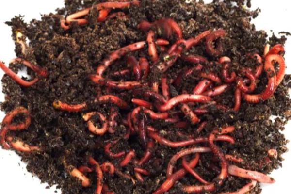 养殖红虫的要点,每隔2-3天喂一次
