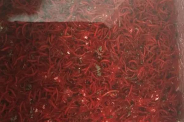 养殖红虫的要点,每隔2-3天喂一次