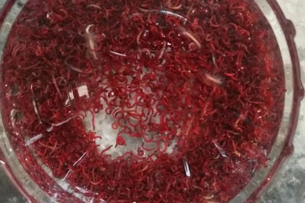 养殖红虫的要点,每隔2-3天喂一次