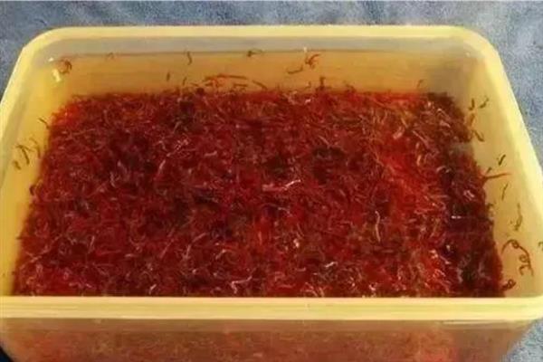 养殖红虫的要点,每隔2-3天喂一次