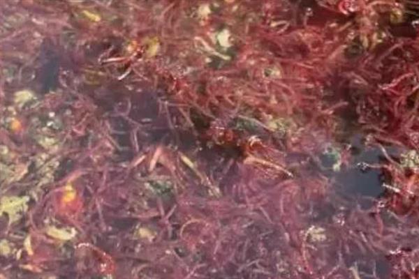 养殖红虫的要点,每隔2-3天喂一次