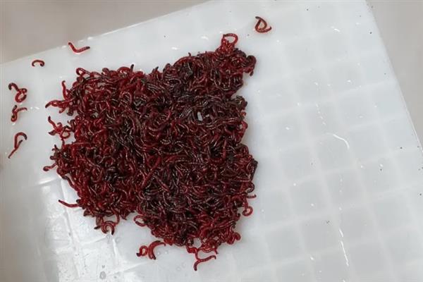 养殖红虫的要点,每隔2-3天喂一次