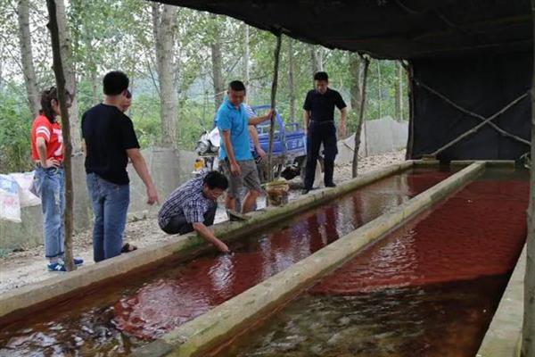 养殖红虫的要点,每隔2-3天喂一次