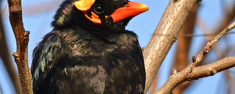 鹩哥不说话的原因，可能是受到了外界环境的刺激