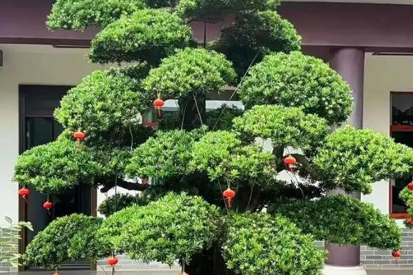 庭院种罗汉松有哪些禁忌，门庭不宜摆放