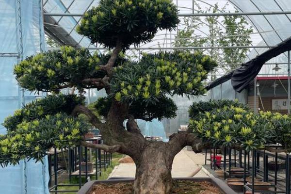 庭院种罗汉松有哪些禁忌，门庭不宜摆放