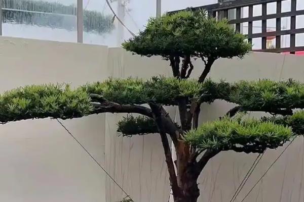 庭院种罗汉松有哪些禁忌，门庭不宜摆放