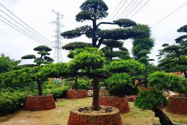 庭院种罗汉松有哪些禁忌，门庭不宜摆放