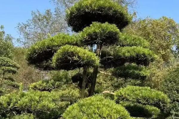 庭院种罗汉松有哪些禁忌，门庭不宜摆放