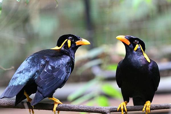 鹩哥不说话的原因，可能是受到了外界环境的刺激