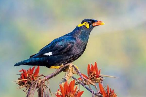 鹩哥不说话的原因，可能是受到了外界环境的刺激