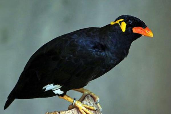 鹩哥不说话的原因，可能是受到了外界环境的刺激