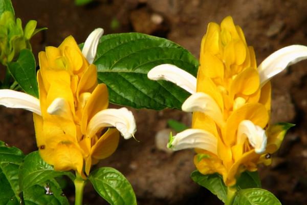 黄金塔不开花的原因，可能是光照或肥料不足所致