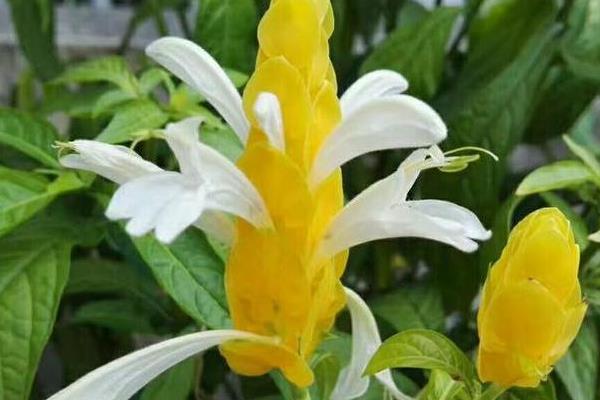 黄金塔不开花的原因，可能是光照或肥料不足所致