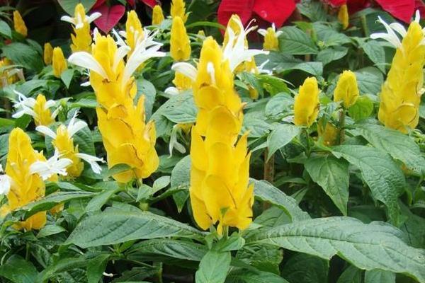 黄金塔不开花的原因，可能是光照或肥料不足所致