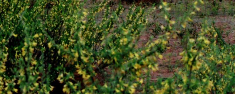 柠条幼林期怎么管理，每年需进行一次除草